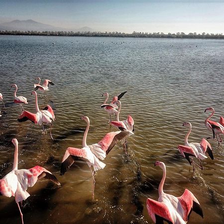 Flamingo View Suites & Villas ネア・ポティダイア エクステリア 写真
