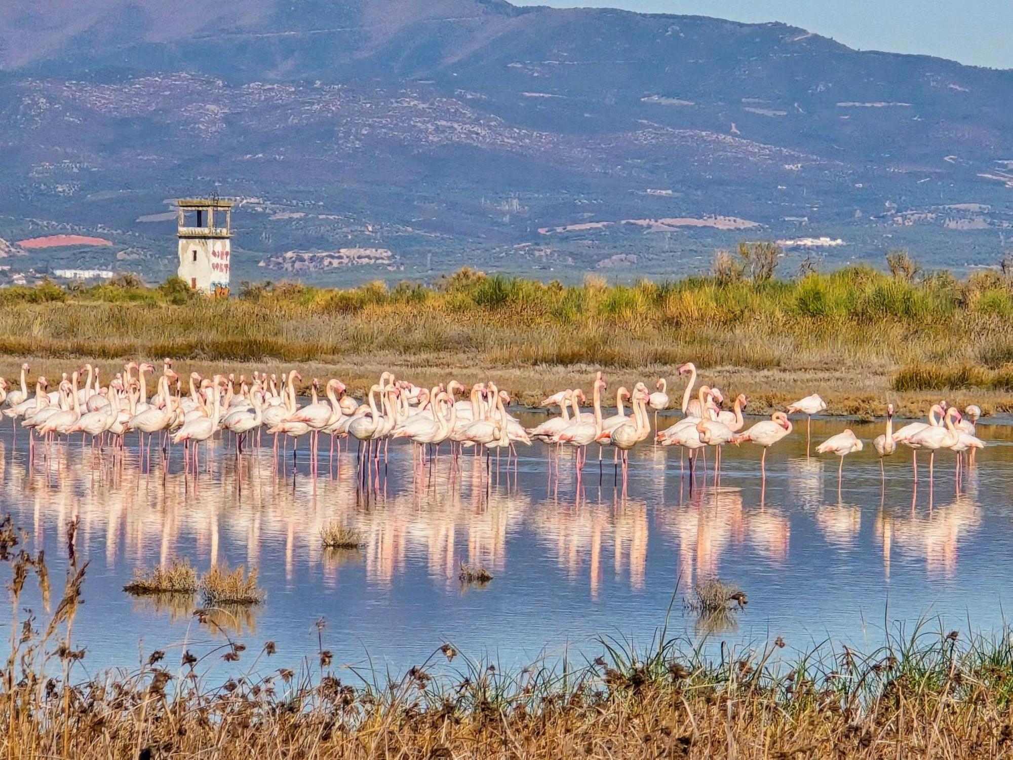 Flamingo View Suites & Villas ネア・ポティダイア エクステリア 写真